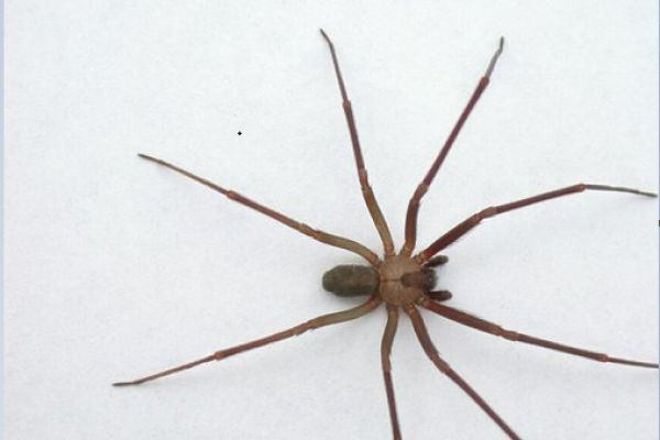 Under No Circumstances Should You Kill a Spider in Your Home. You’ve Been Warned