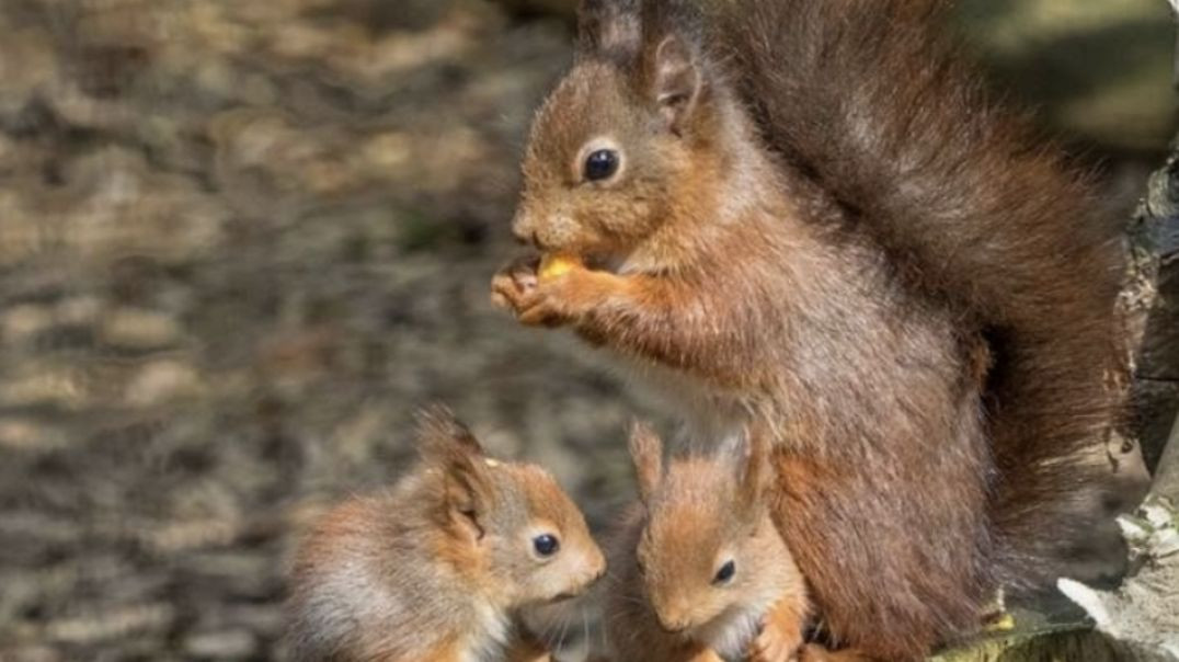 squirrel want to show her human friend her babies