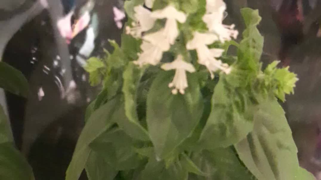 4 FOOT HIGH Bazil Plant Flowering