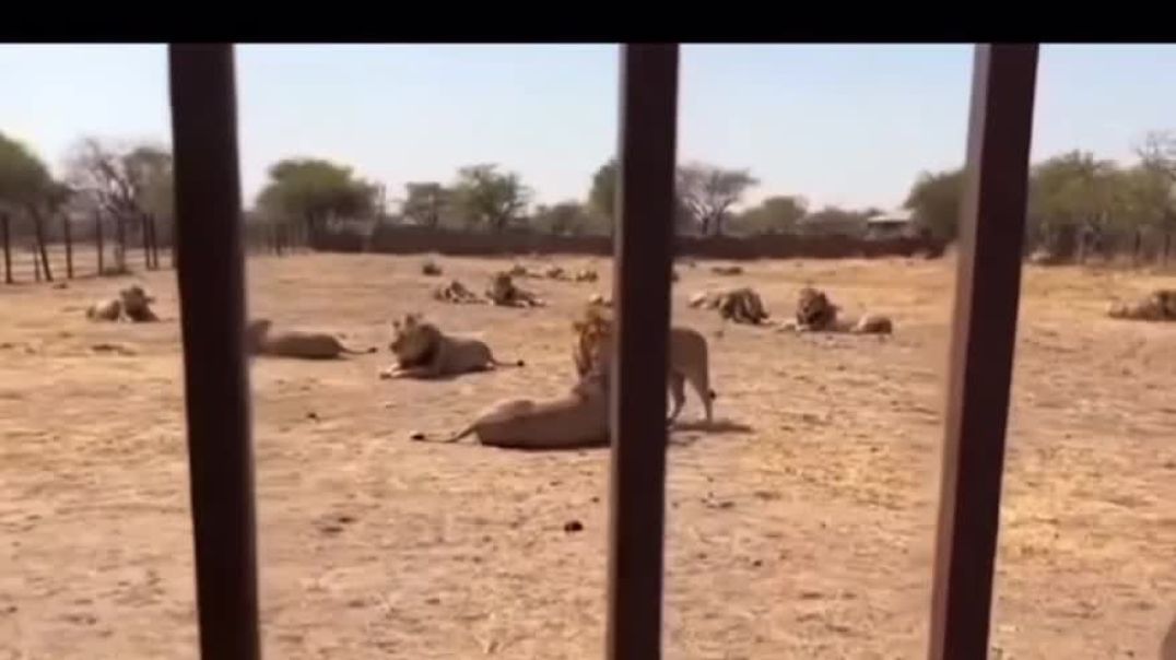 He Thinks The Lions Are muslims